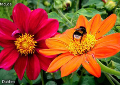 Botanischer Garten Krefeld