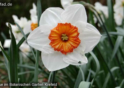 Botanischer Garten Krefeld