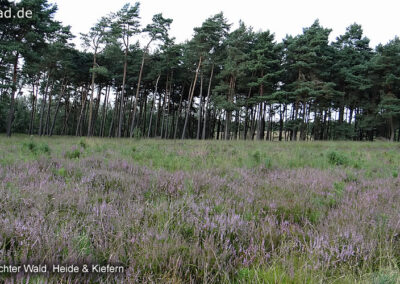 Brachter Wald