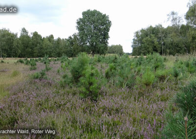 Brachter Wald