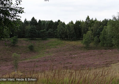 Brachter Wald