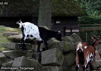 Damwildgehege Rheinhausen