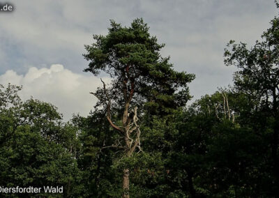 Diersfordter Wald