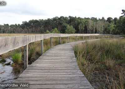 Diersfordter Wald