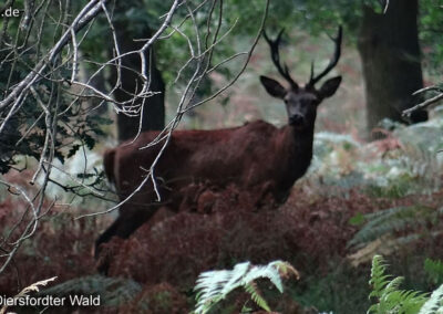 Diersfordter Wald