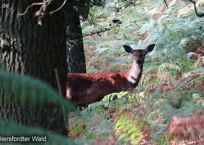 Diersfordter Wald