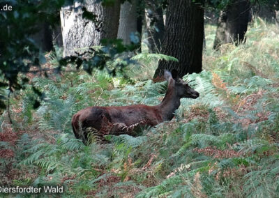 Diersfordter Wald