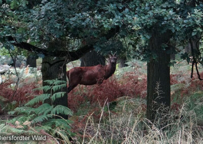 Diersfordter Wald