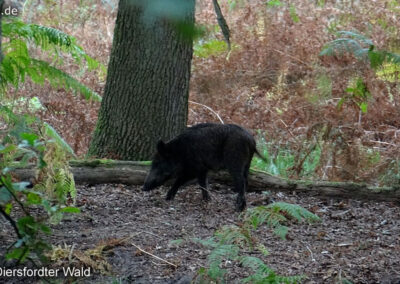 Wildschwein