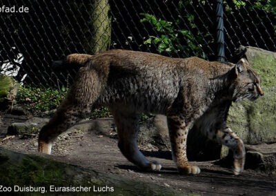 Luchs