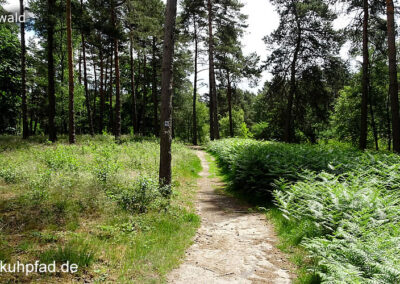 Grenzwald Kaldenkirchen