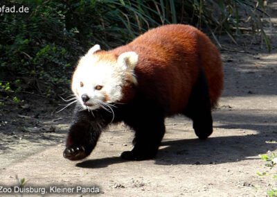 Kleiner Panda