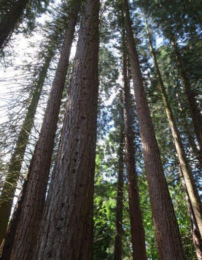 Sequoiafarm Kaldenkirchen