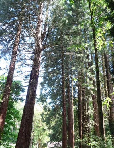 Sequoiafarm Kaldenkirchen