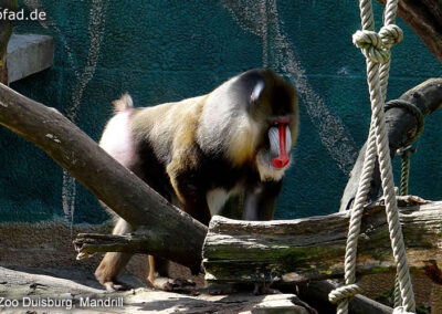 Mandrill Affe