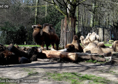 Natur- und Tierpark Brüggen