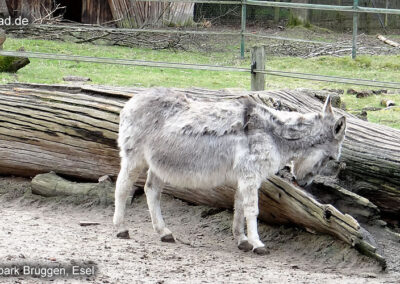 Natur- und Tierpark Brüggen