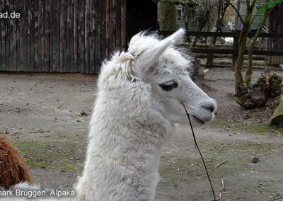 Natur- und Tierpark Brüggen