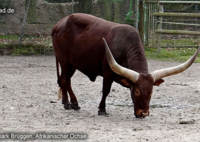 Natur- und Tierpark Brüggen