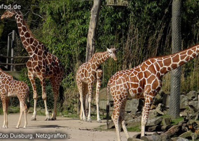 Netzgiraffen