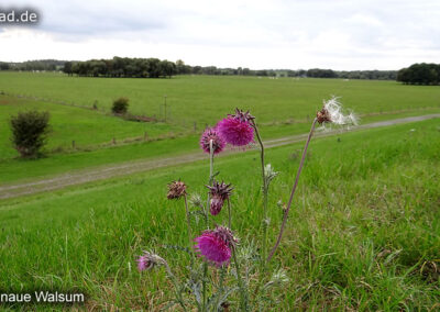 Rheinaue Walsum