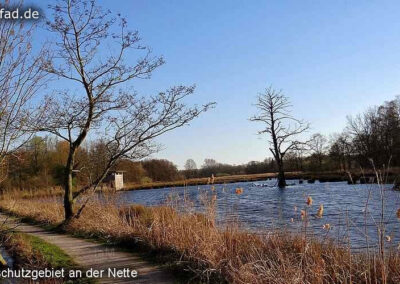 Rohrdommelprojekt Nettetal