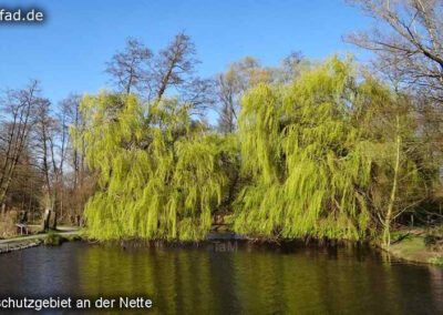 Rohrdommelprojekt Nettetal