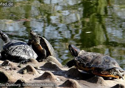 Schmuckschildkröte