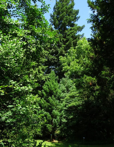 Sequoiafarm Kaldenkirchen