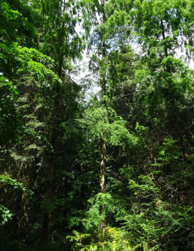 Sequoiafarm Kaldenkirchen