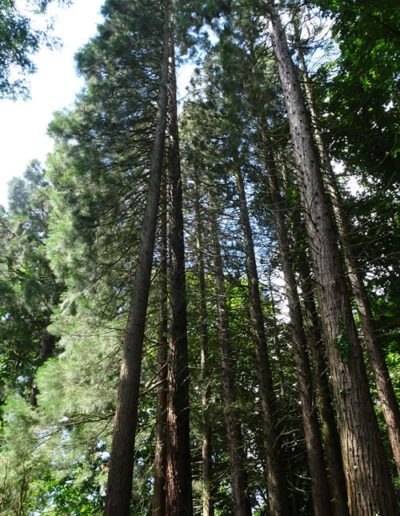 Sequoiafarm Kaldenkirchen