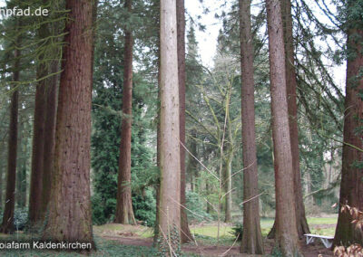 Sequoiafarm Kaldenkirchen