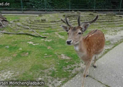 Tiergarten Mönchengladbach