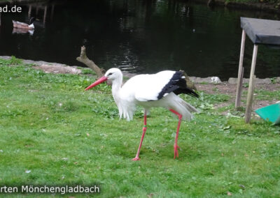 Tiergarten Mönchengladbach