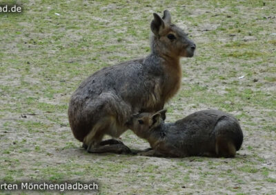 Tiergarten Mönchengladbach