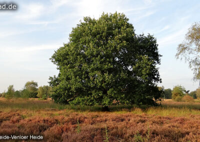 Venloer Heide