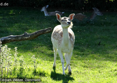 Tierpark Weeze