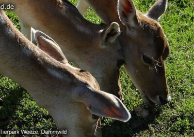 Tierpark Weeze