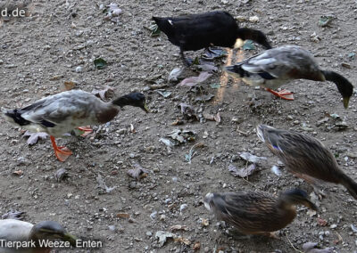 Tierpark Weeze