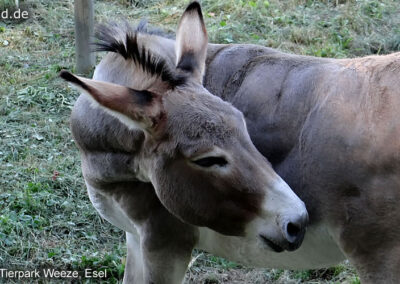 Tierpark Weeze