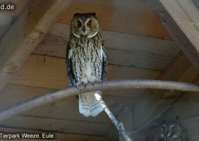 Tierpark Weeze