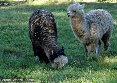 Tierpark Weeze