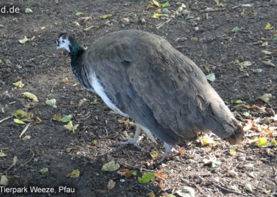 Tierpark Weeze