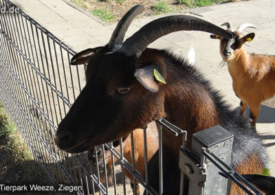 Tierpark Weeze