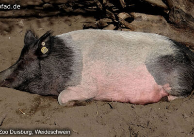 Weideschwein