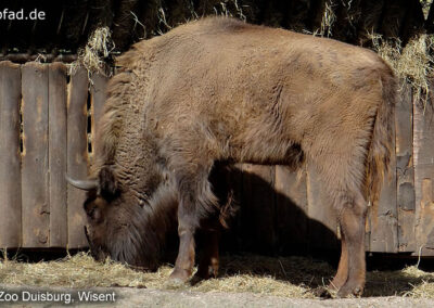 Wisent