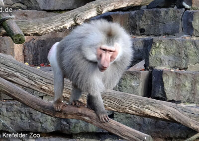 Tiere im Zoo Krefeld