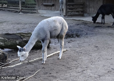 Tiere im Zoo Krefeld