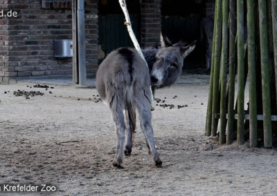 Tiere im Zoo Krefeld