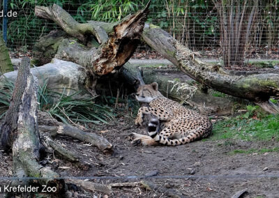 Tiere im Zoo Krefeld